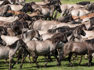 Wildpferdefang Dülmen