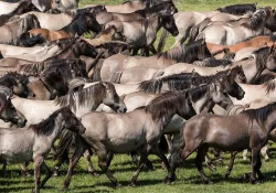 Wildpferdefang Dülmen